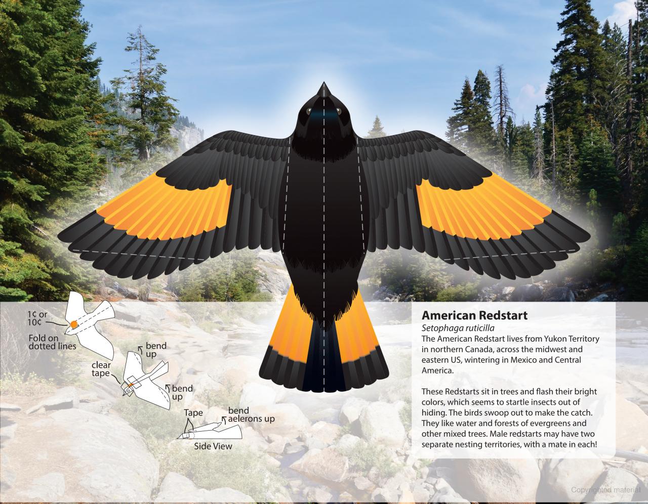 DVR Fantastic Press-Out Flying Birds