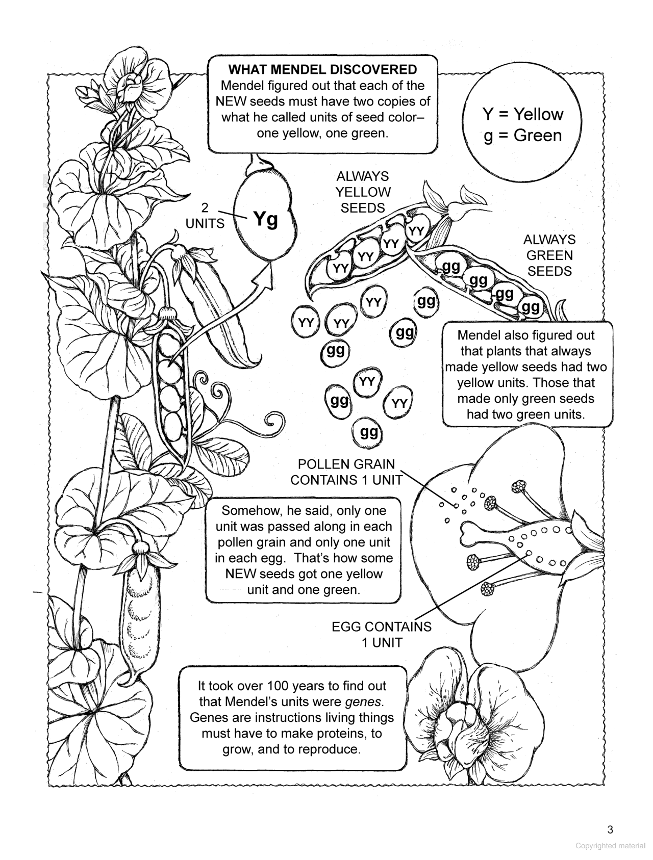 My First Book About Genetics