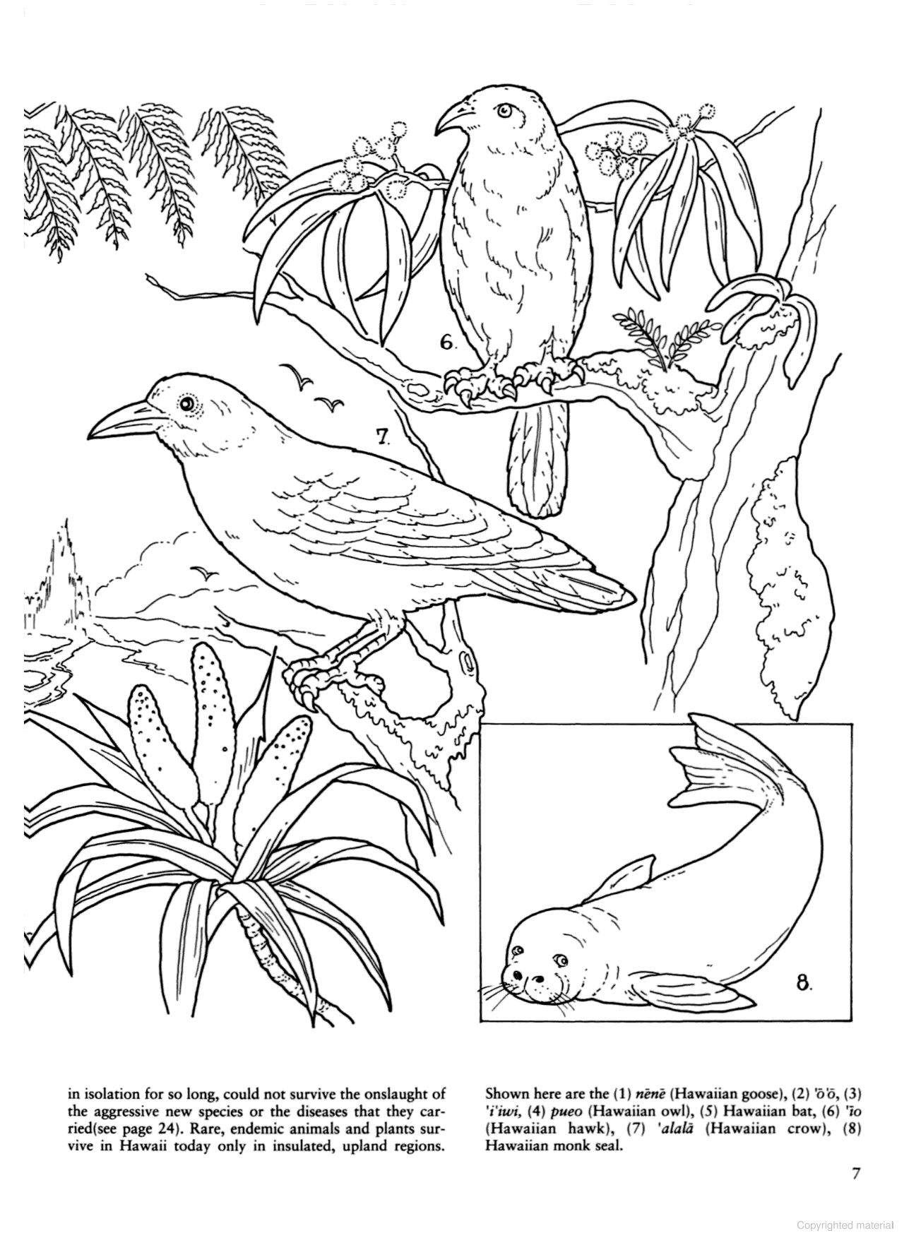 DVR Story of Hawaii Coloring Book
