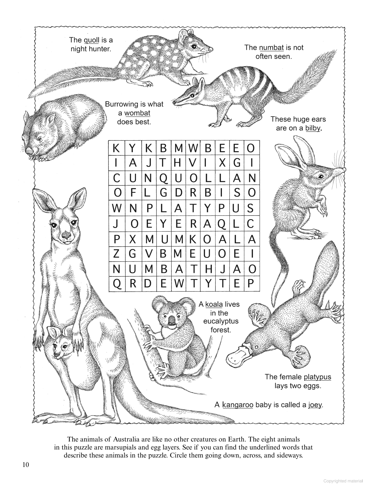 DVR Wild Animals Activity Book