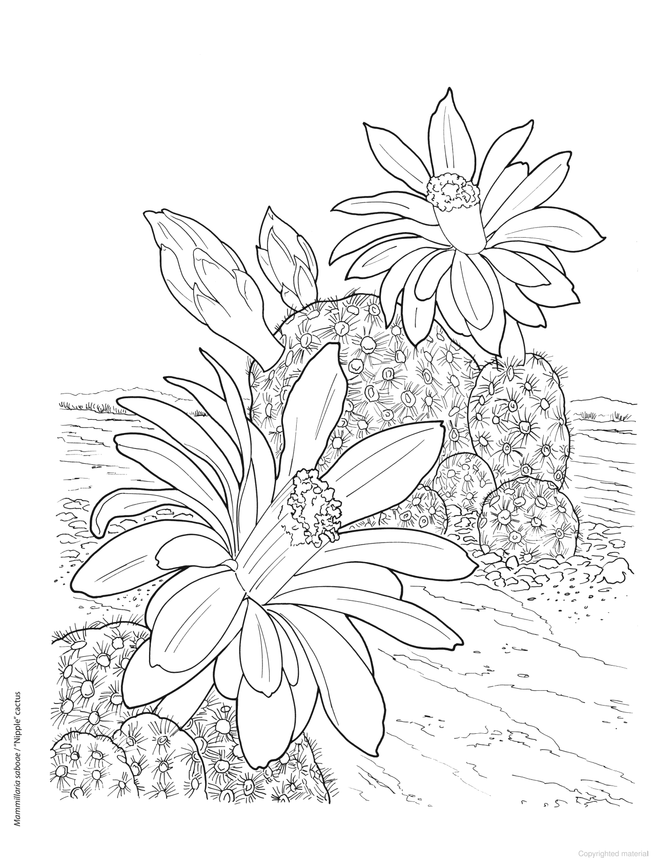DVR Creative Haven® Coloring Book: Desert Blooms
