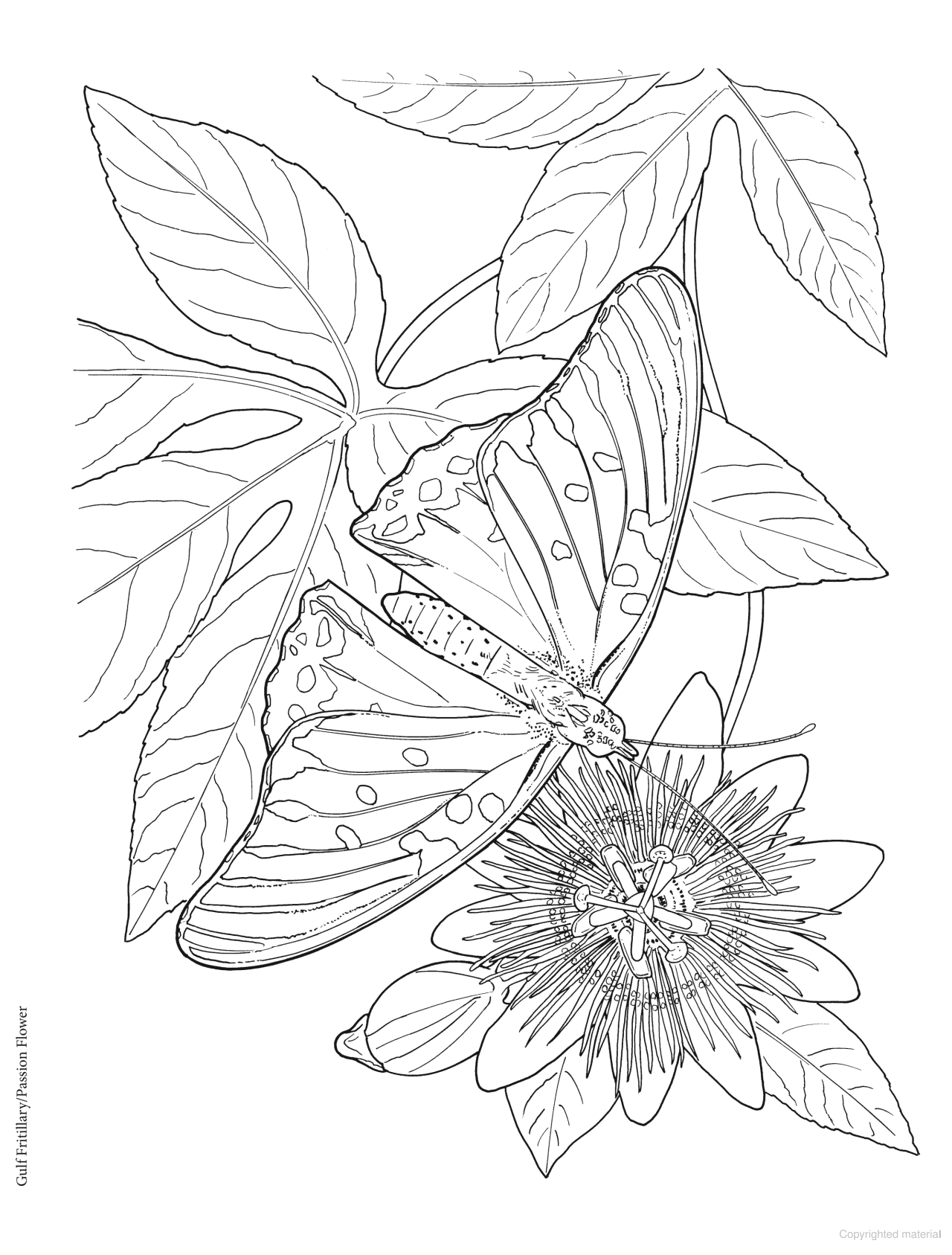 DVR Creative Haven® Coloring Book: Butterfly Gardens