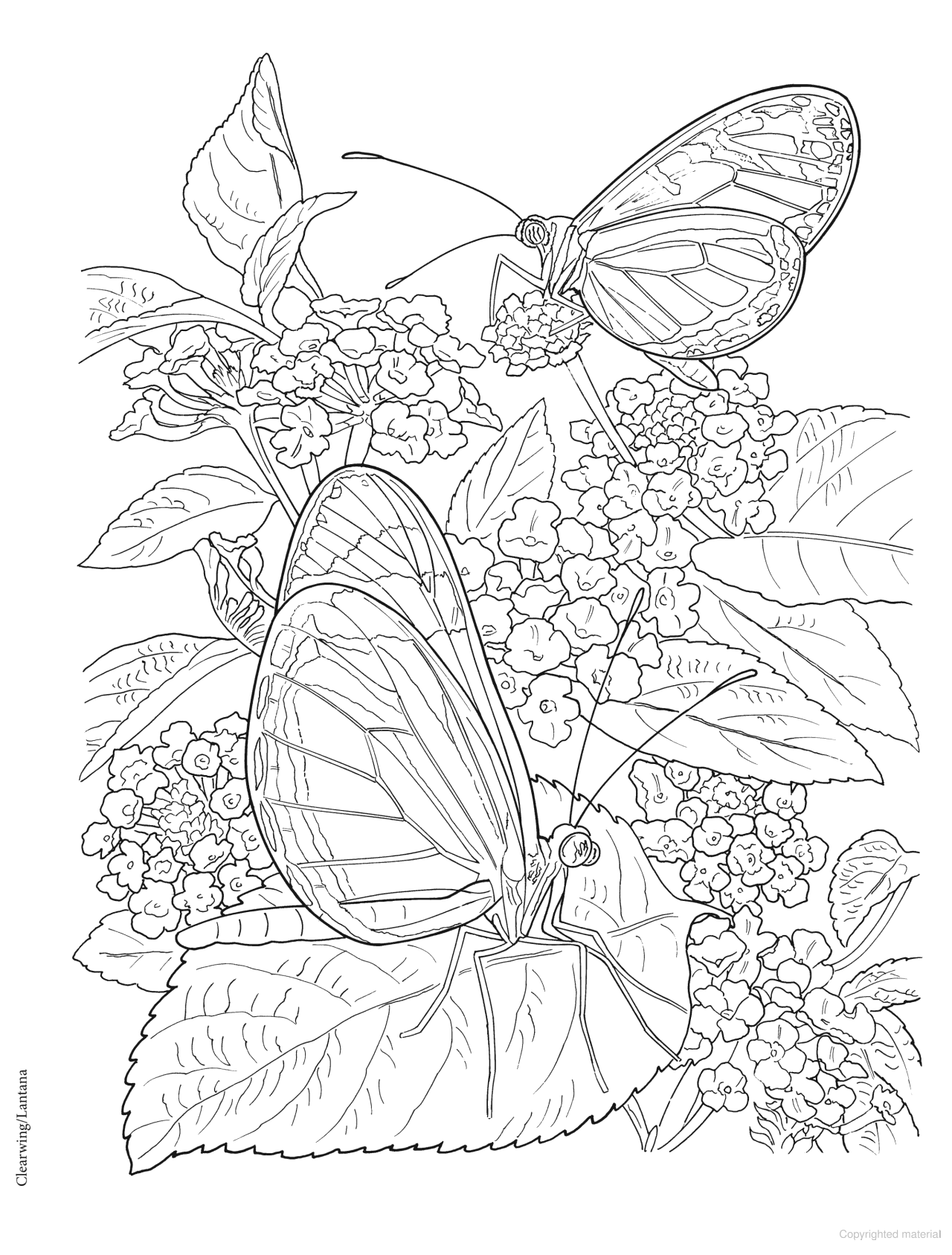 DVR Creative Haven® Coloring Book: Butterfly Gardens