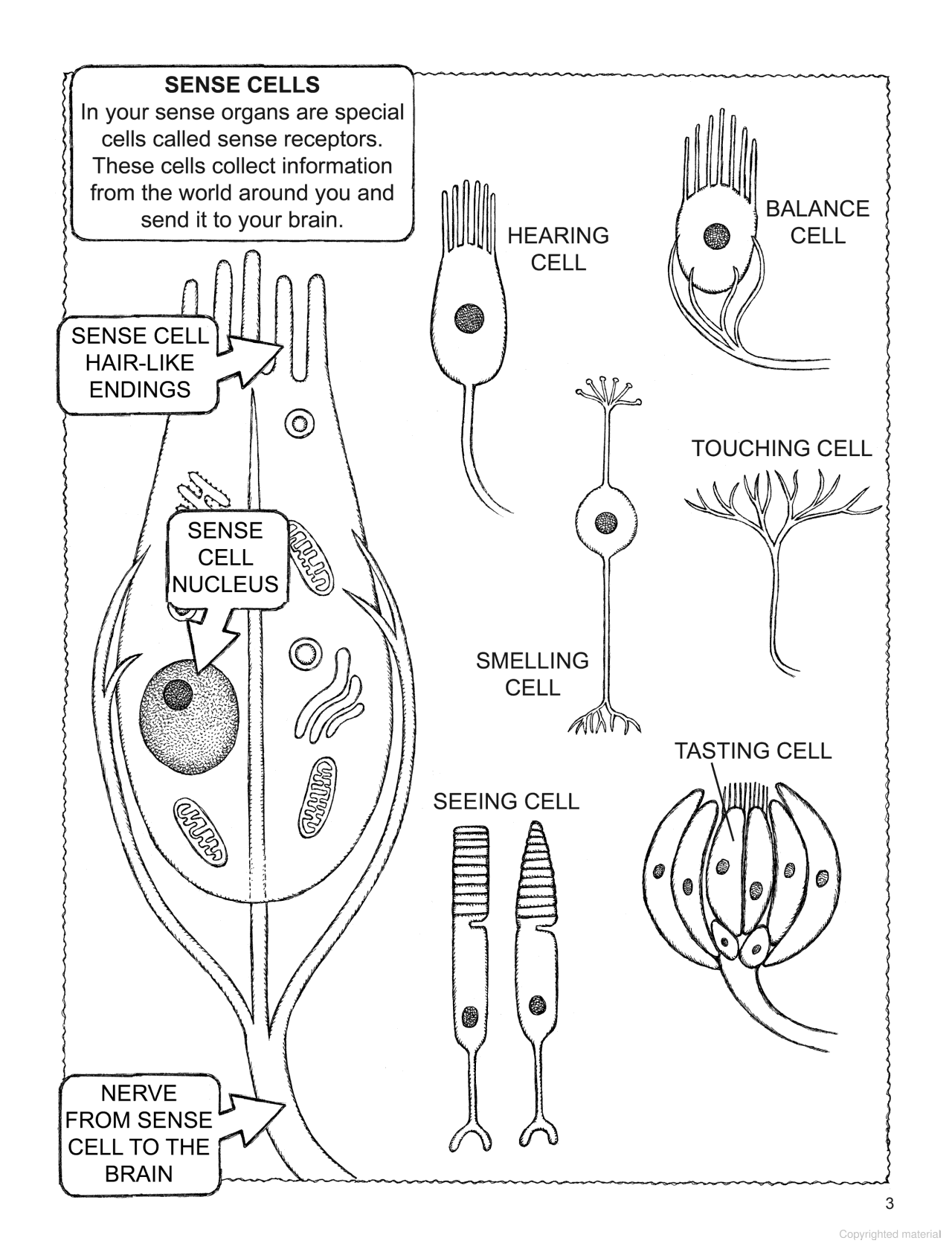 My First Book About the Five Senses