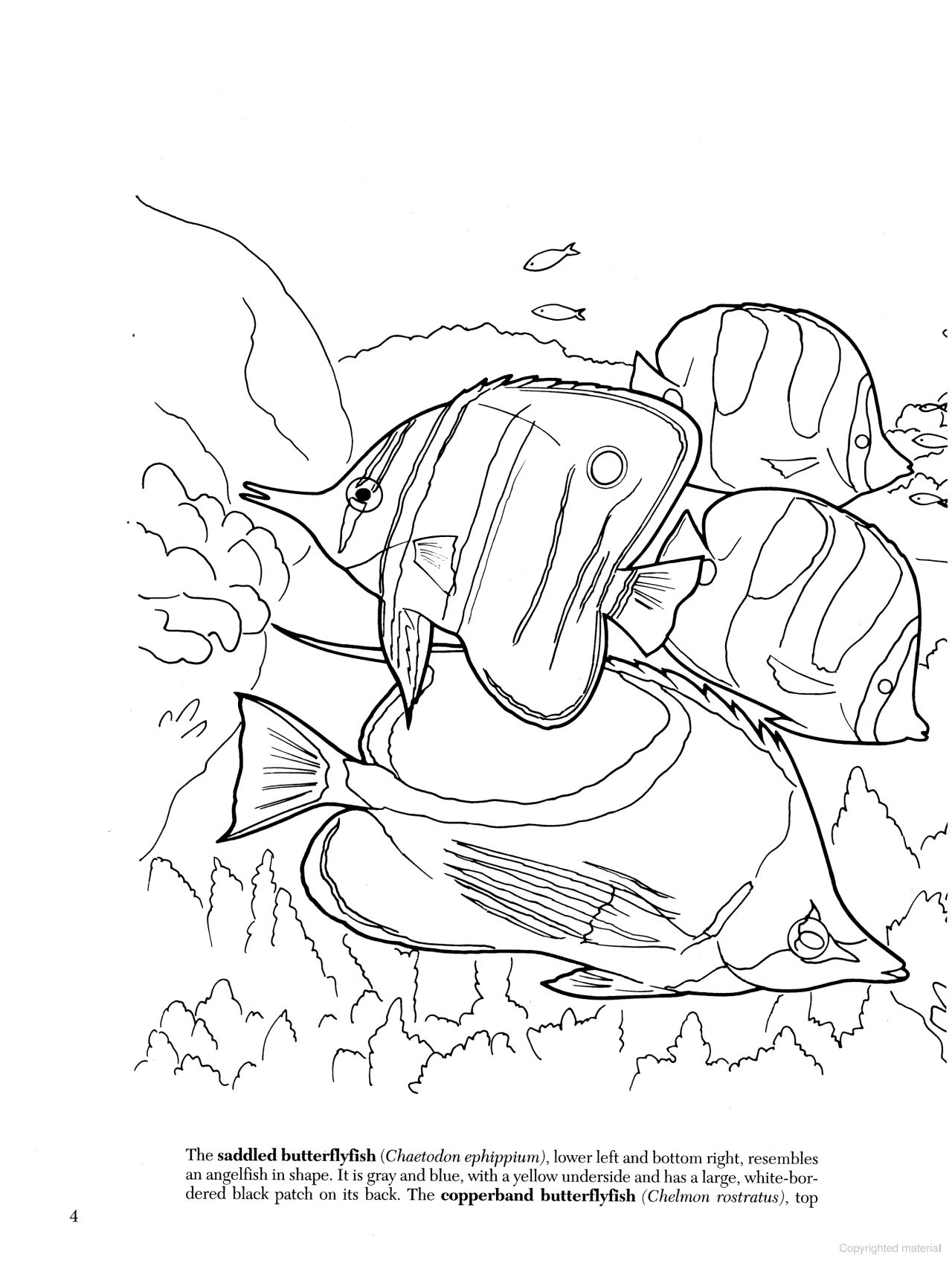 DVR Great Barrier Reef Coloring Book