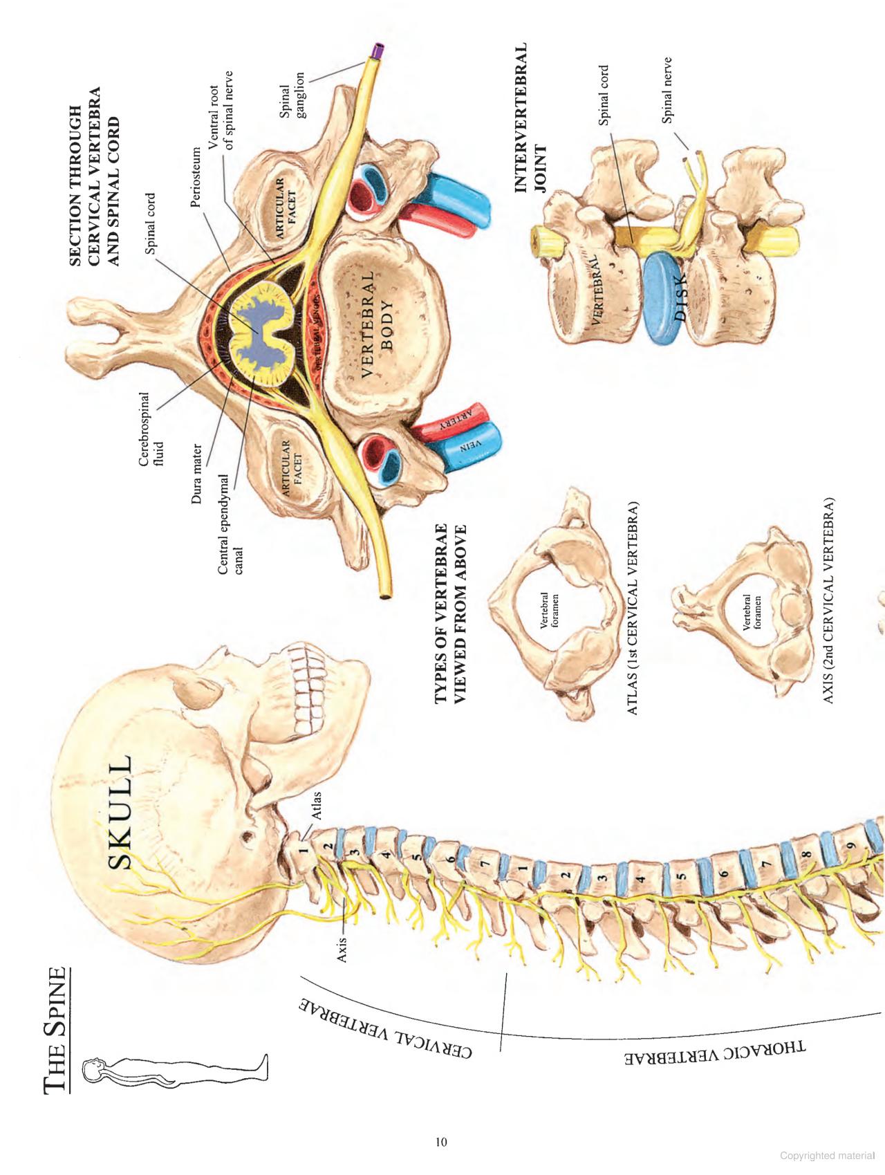 Human Anatomy in Full Color