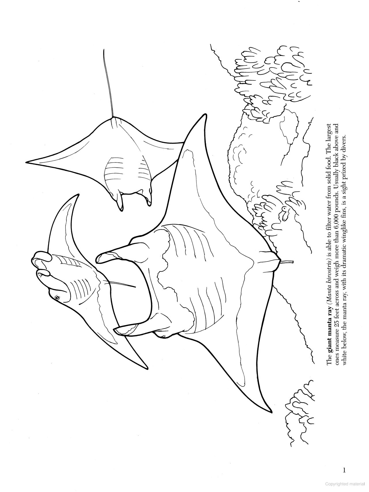 DVR Great Barrier Reef Coloring Book
