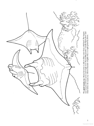 DVR Great Barrier Reef Coloring Book