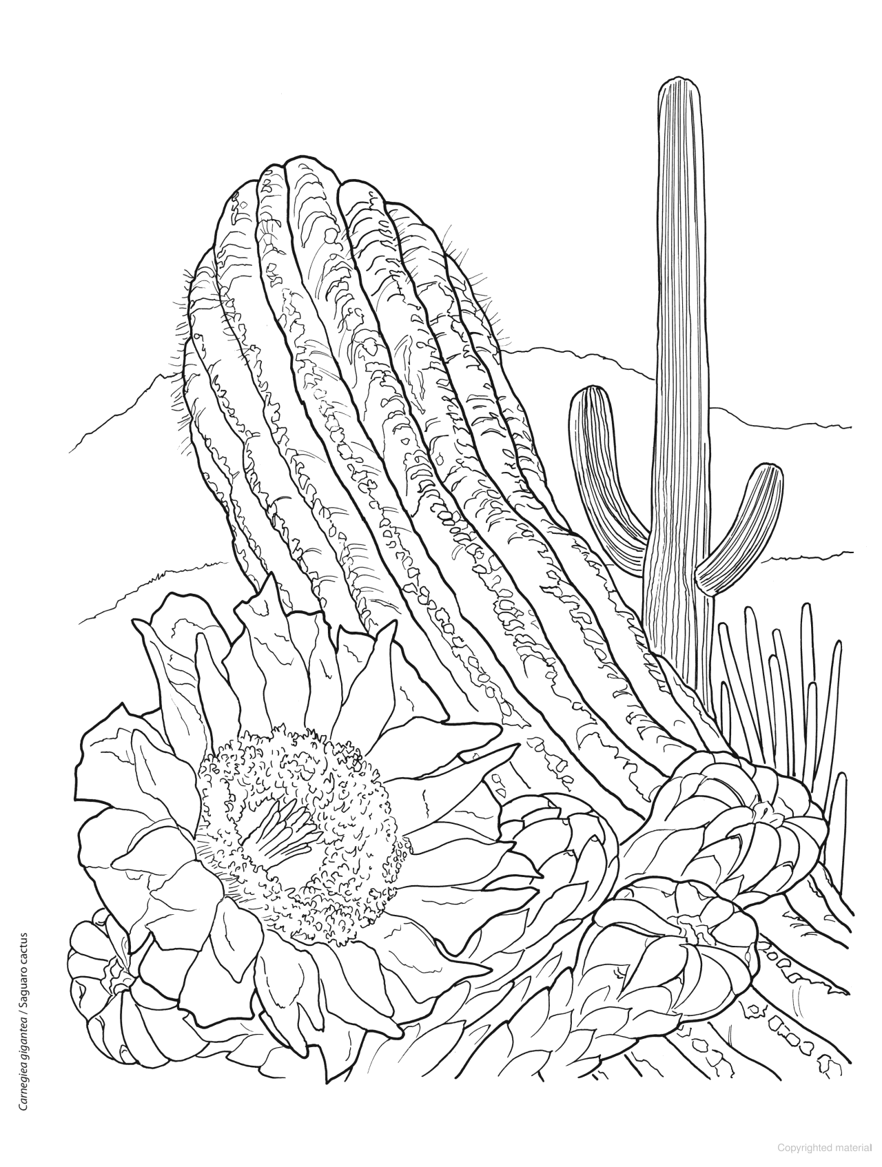 DVR Creative Haven® Coloring Book: Desert Blooms