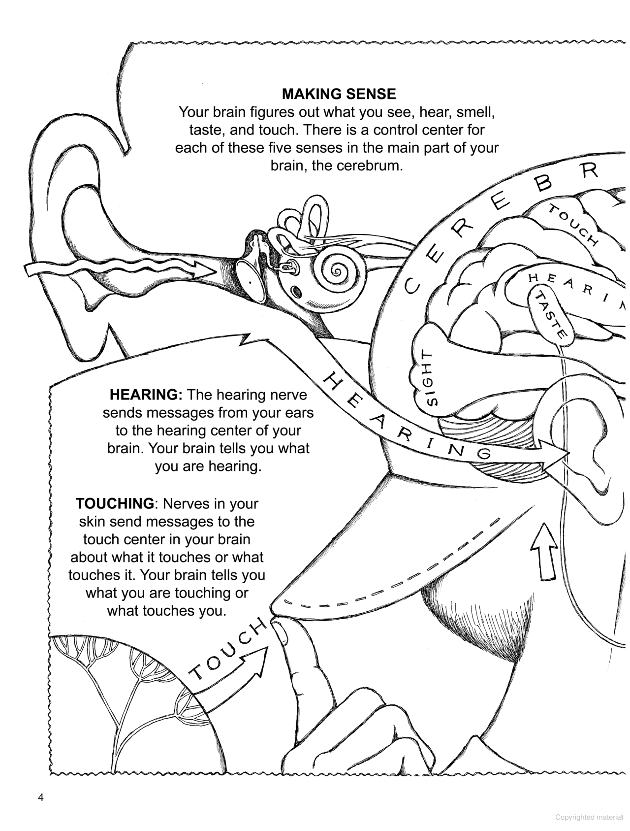 My First Book About the Five Senses