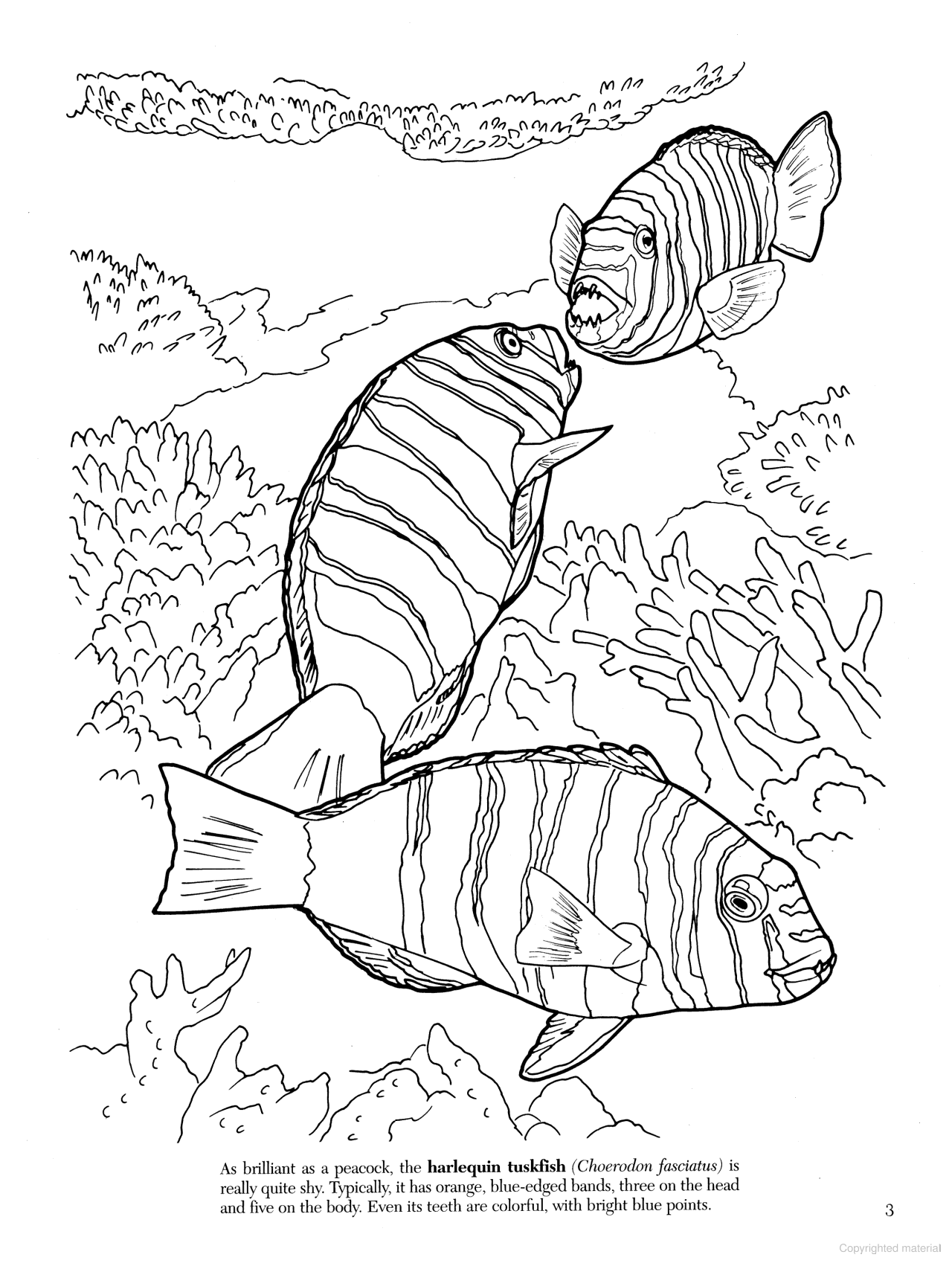 DVR Great Barrier Reef Coloring Book