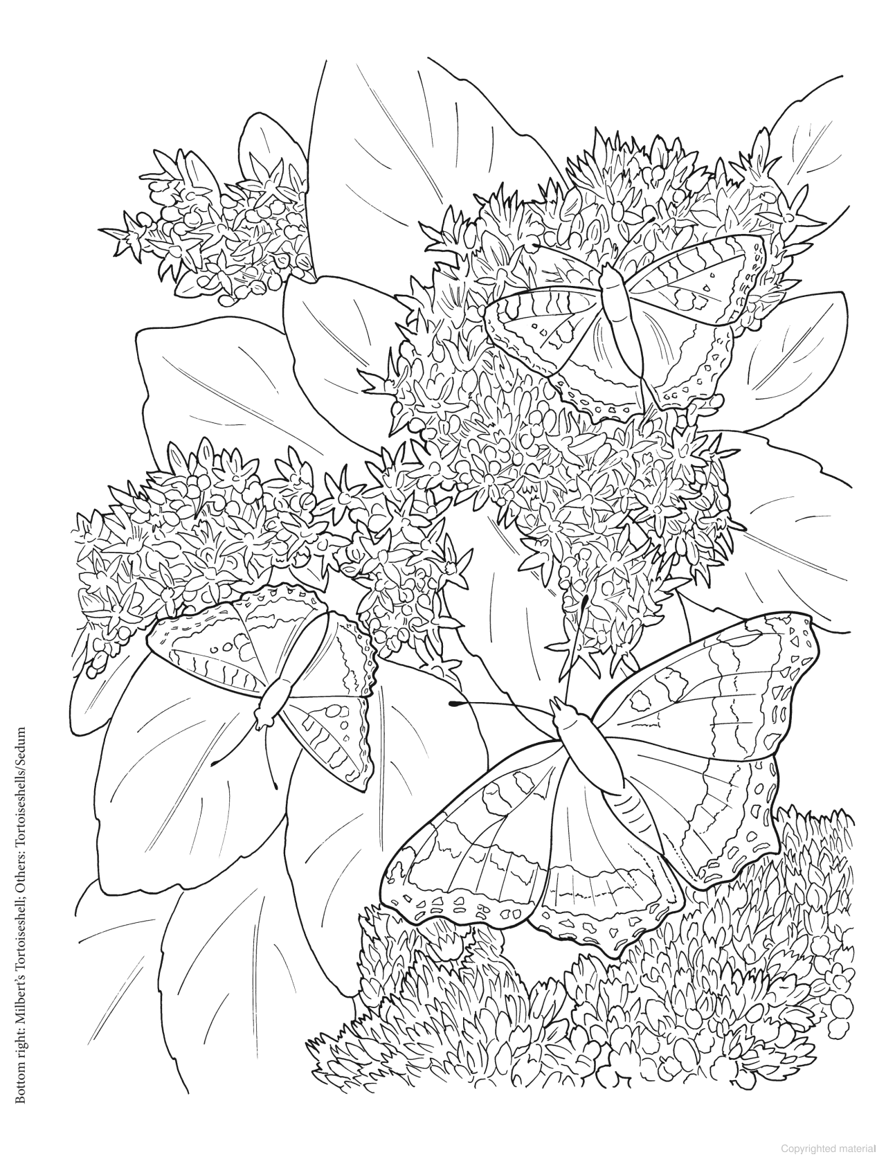 DVR Creative Haven® Coloring Book: Butterfly Gardens