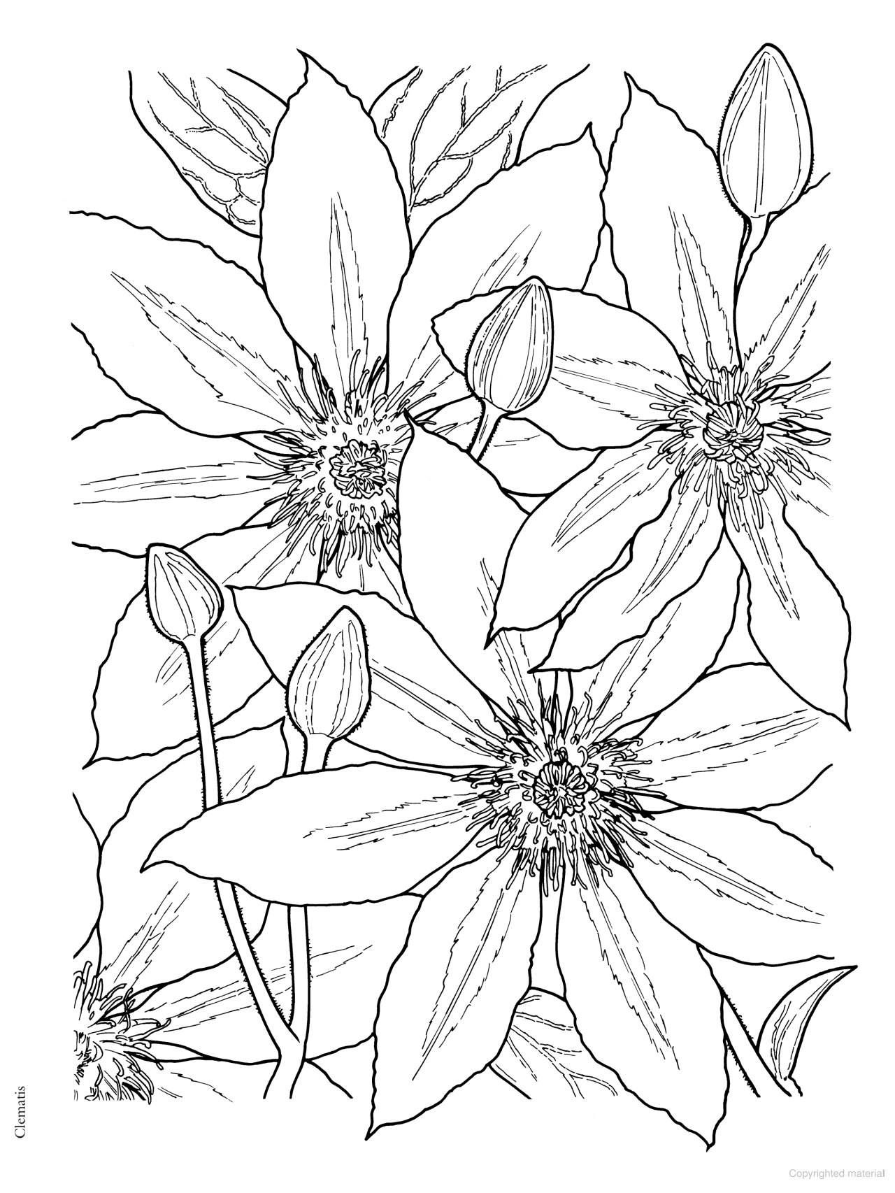 DVR Creative Haven® Coloring Book: In Full Bloom