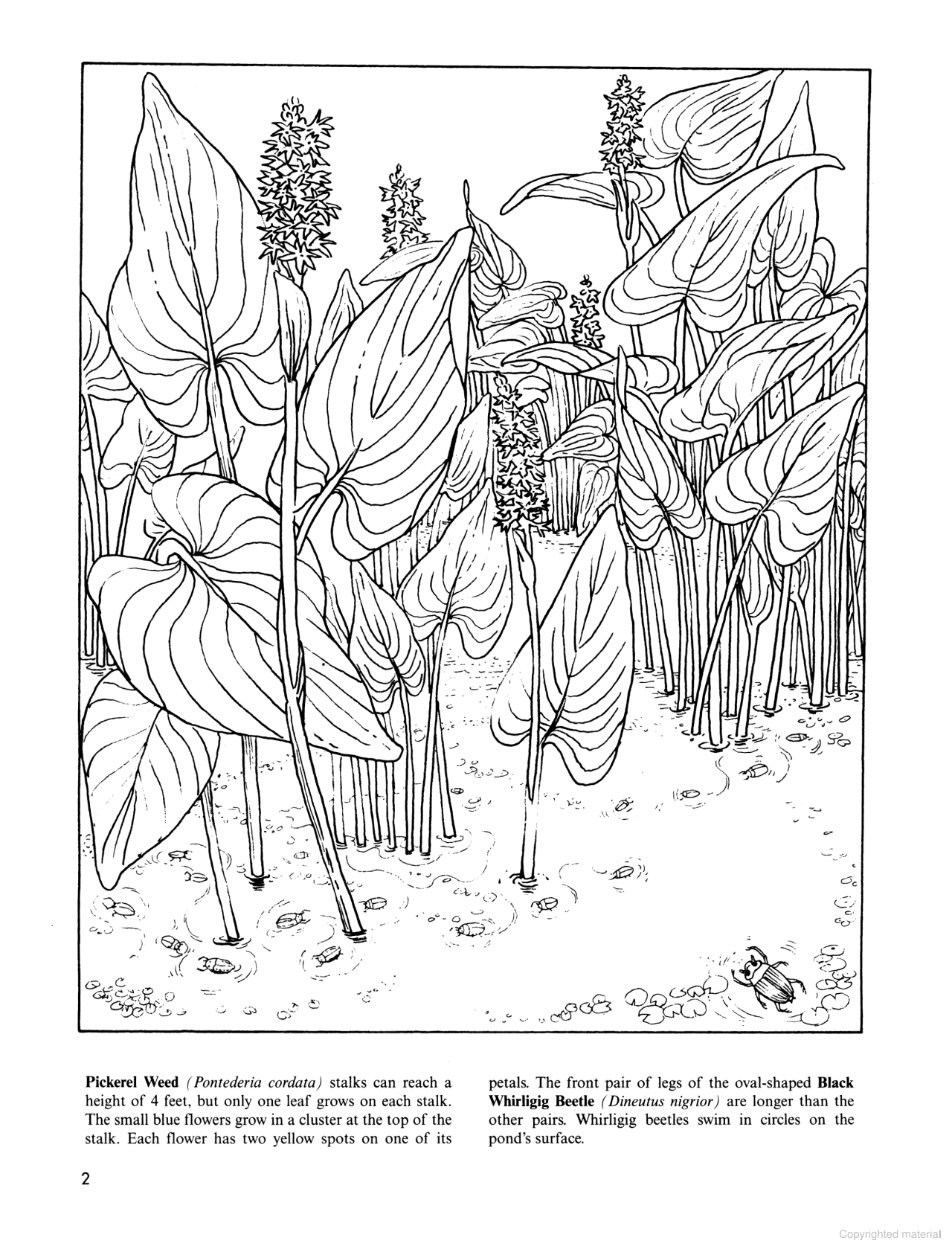 DVR Freshwater Pond Coloring Book