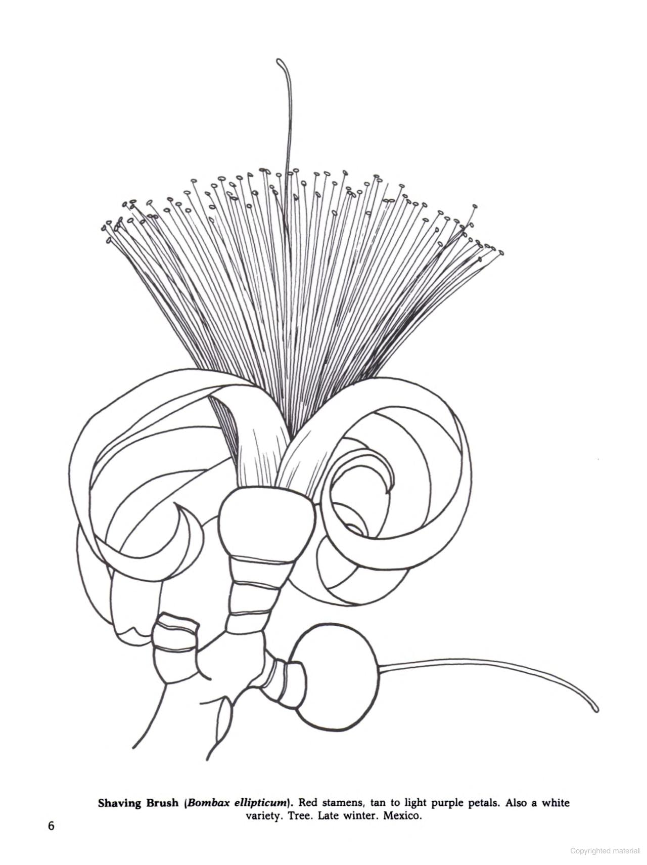 Tropical Flowers of the World Coloring Book