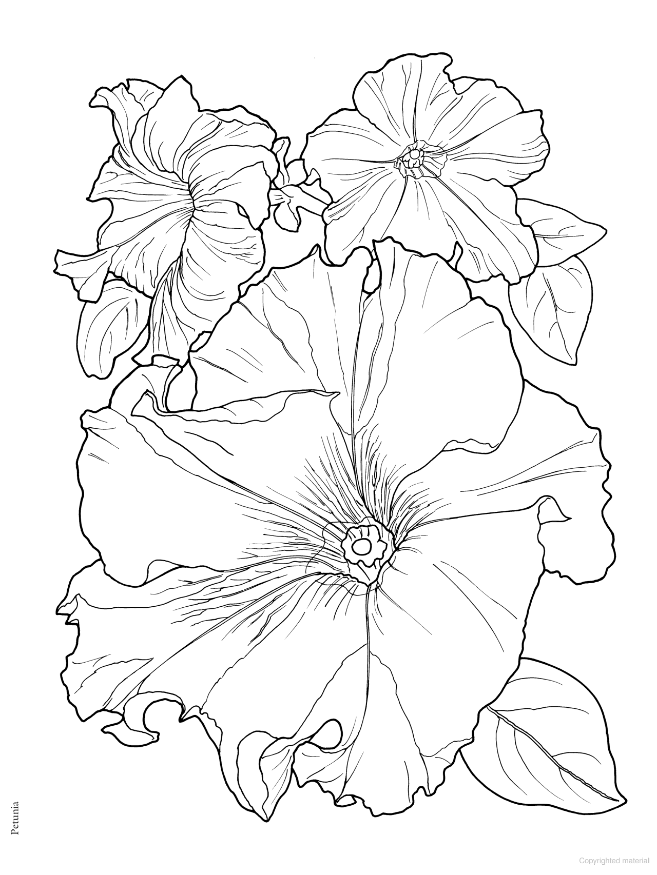 DVR Creative Haven® Coloring Book: In Full Bloom
