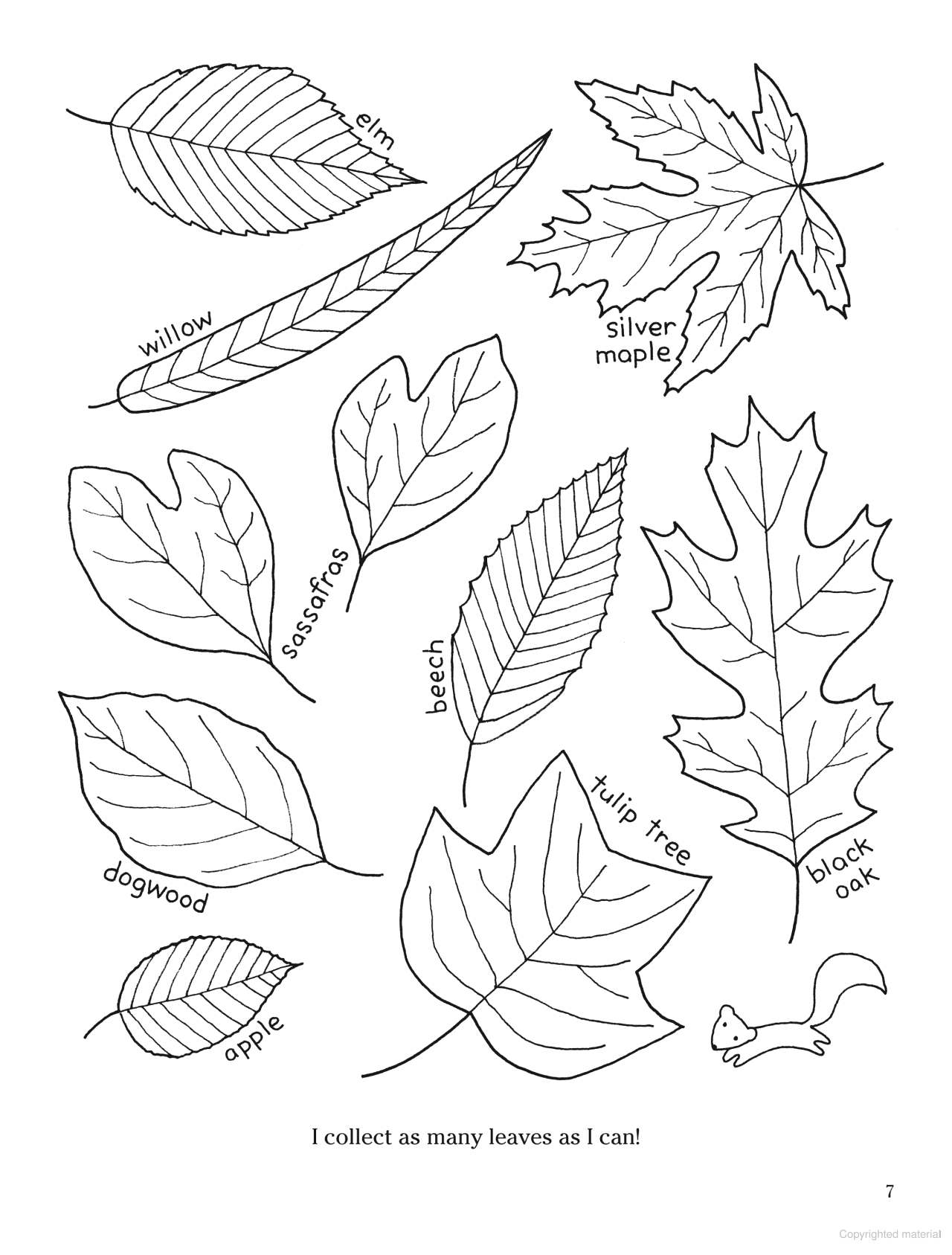 Color Your World: A Walk in the Woods