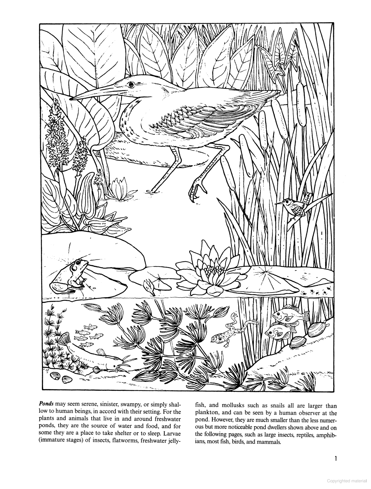 DVR Freshwater Pond Coloring Book