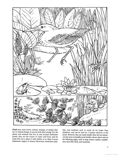 DVR Freshwater Pond Coloring Book