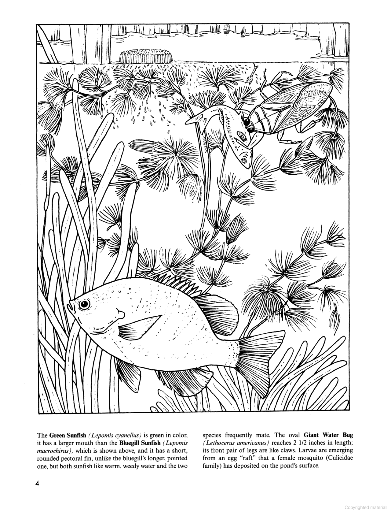 DVR Freshwater Pond Coloring Book