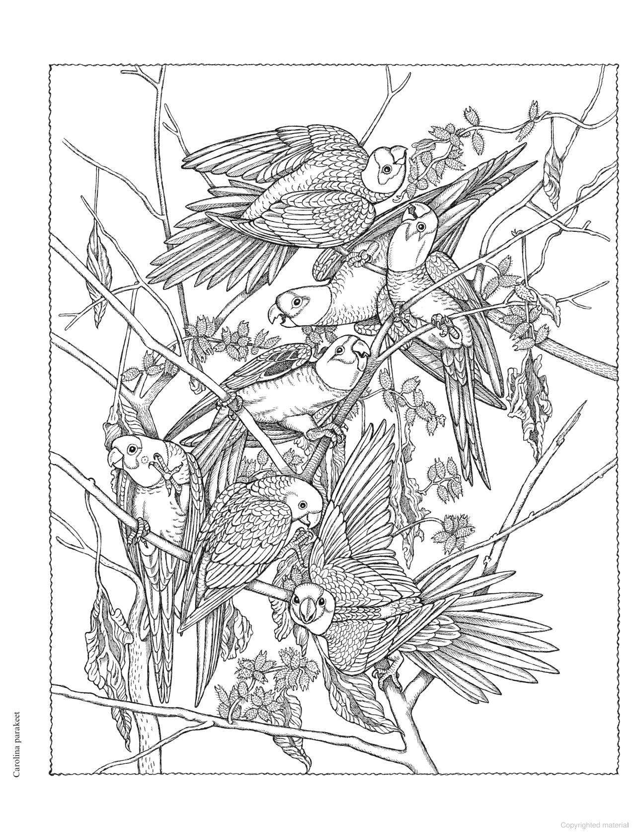 DVR Creative Haven® Coloring Book: Audubon Birds