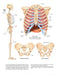 Human Anatomy in Full Color