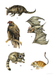 DVR Desert Animals Stickers