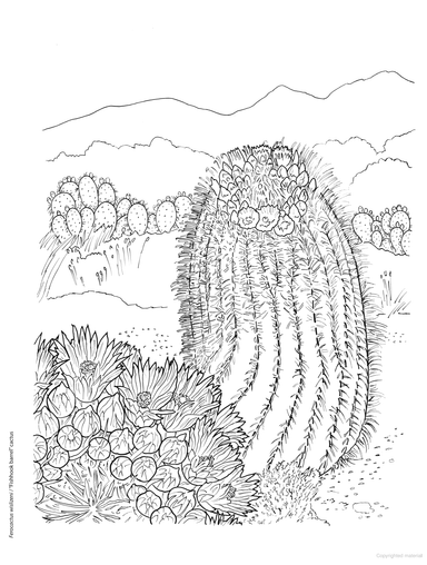 DVR Creative Haven® Coloring Book: Desert Blooms