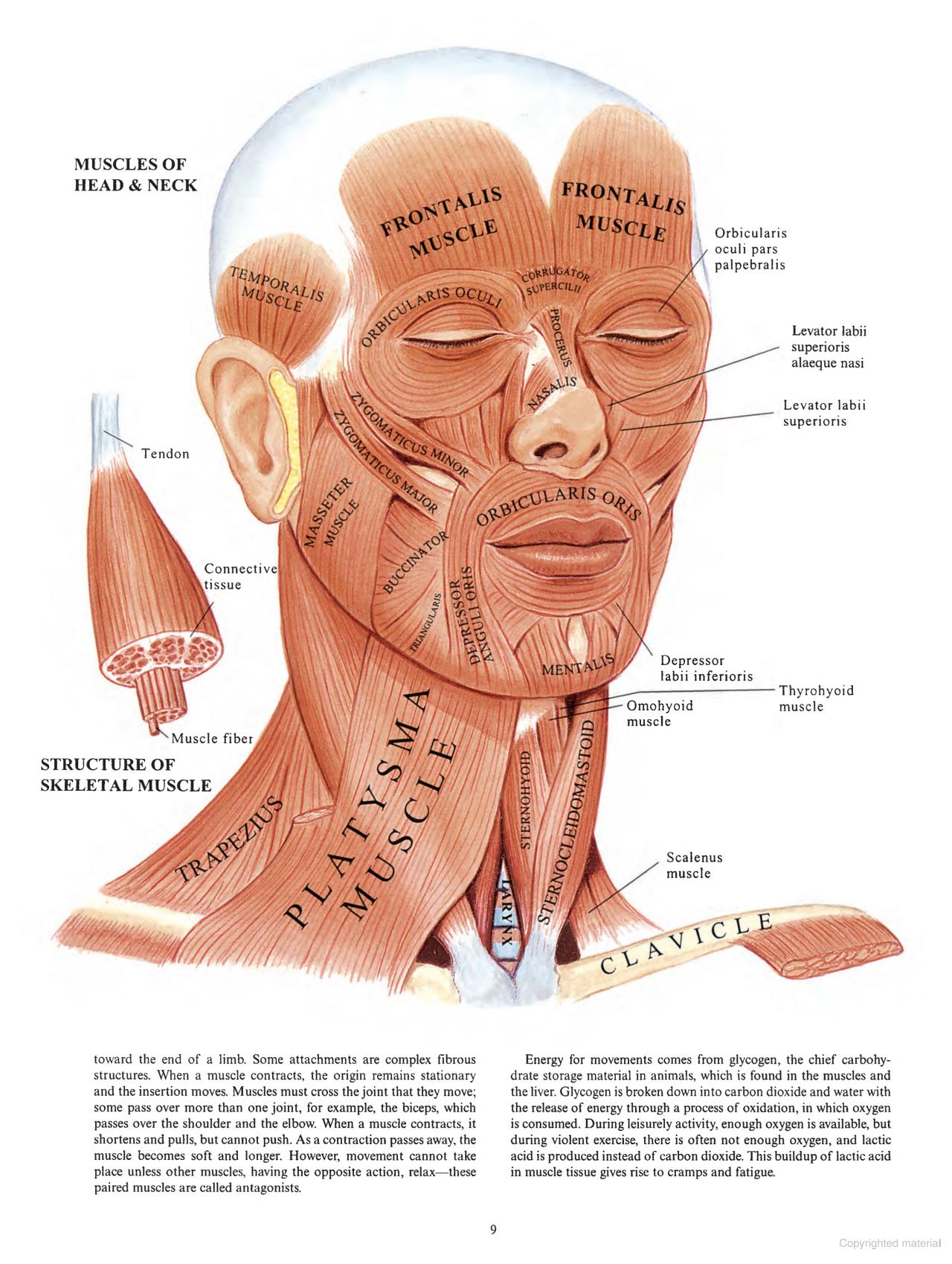 Human Anatomy in Full Color