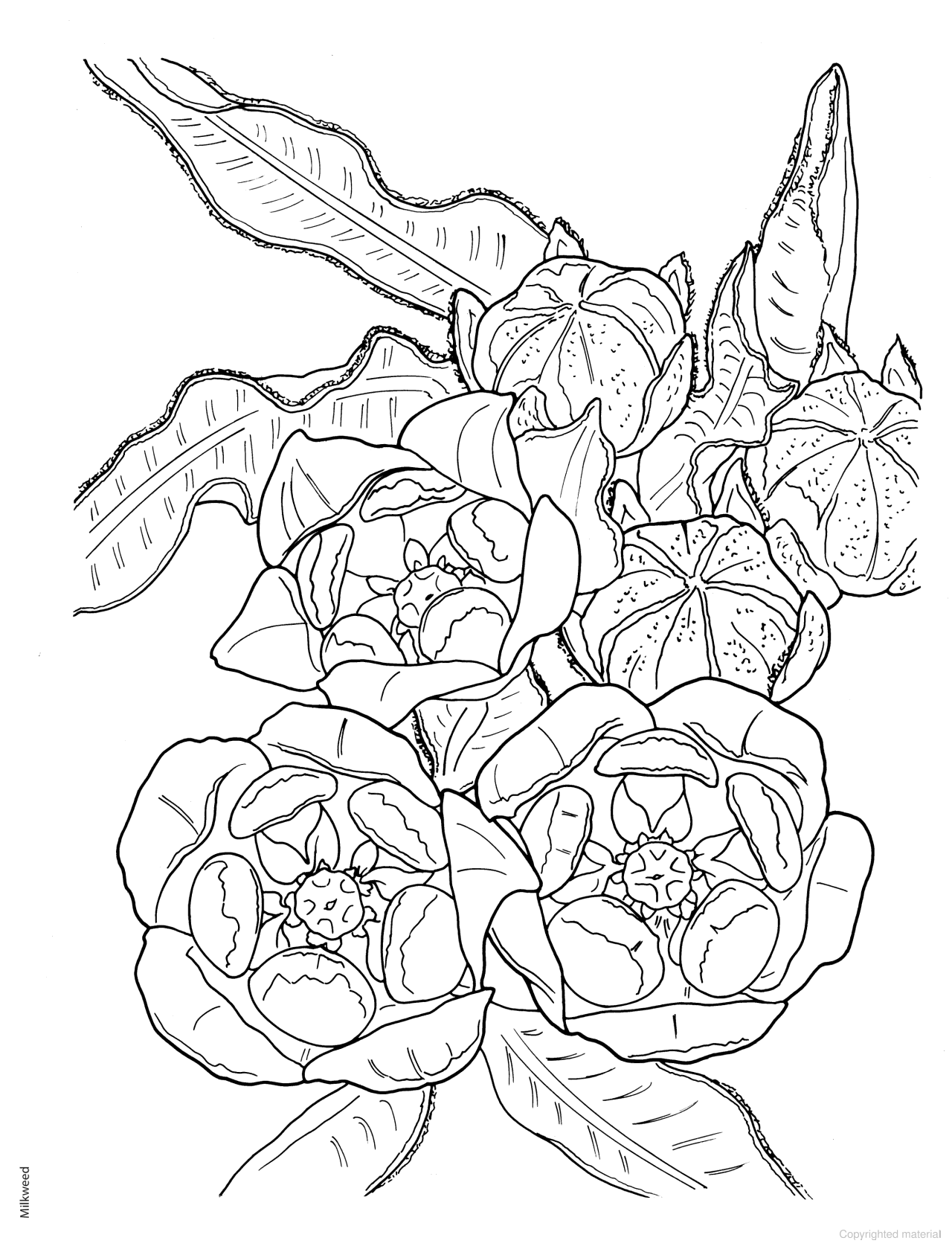 DVR Creative Haven® Coloring Book: Tropical Blooms