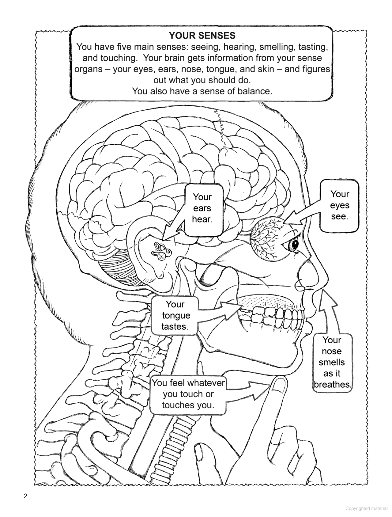 My First Book About the Five Senses
