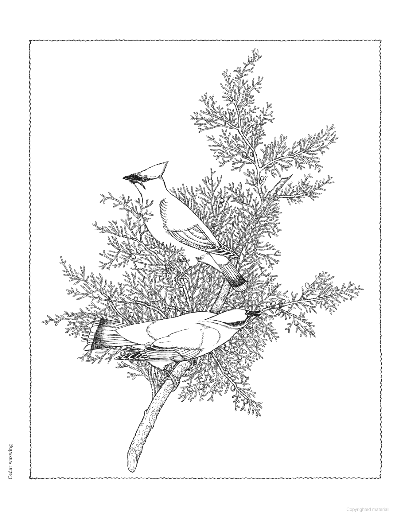 DVR Creative Haven® Coloring Book: Audubon Birds