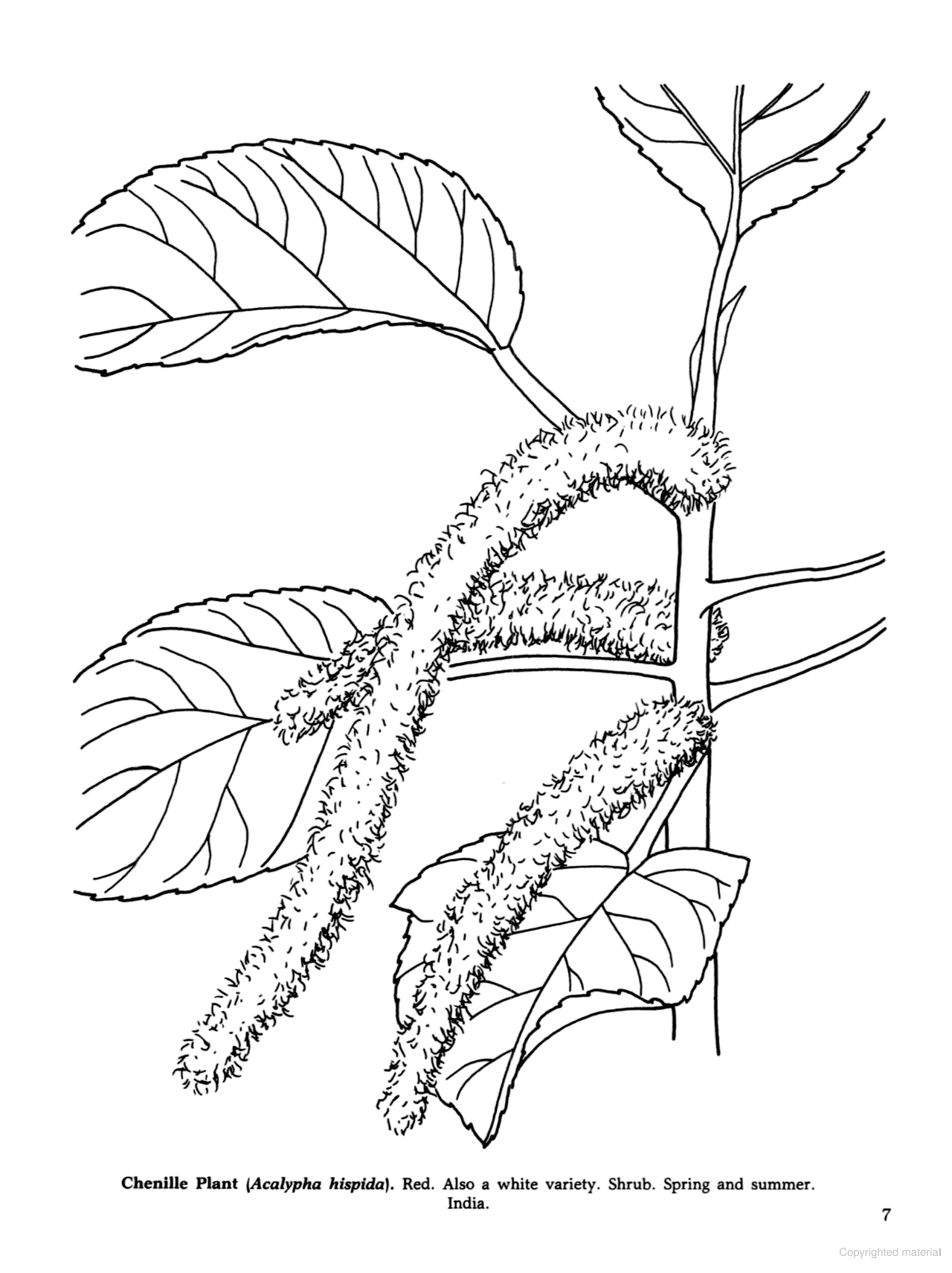 Tropical Flowers of the World Coloring Book
