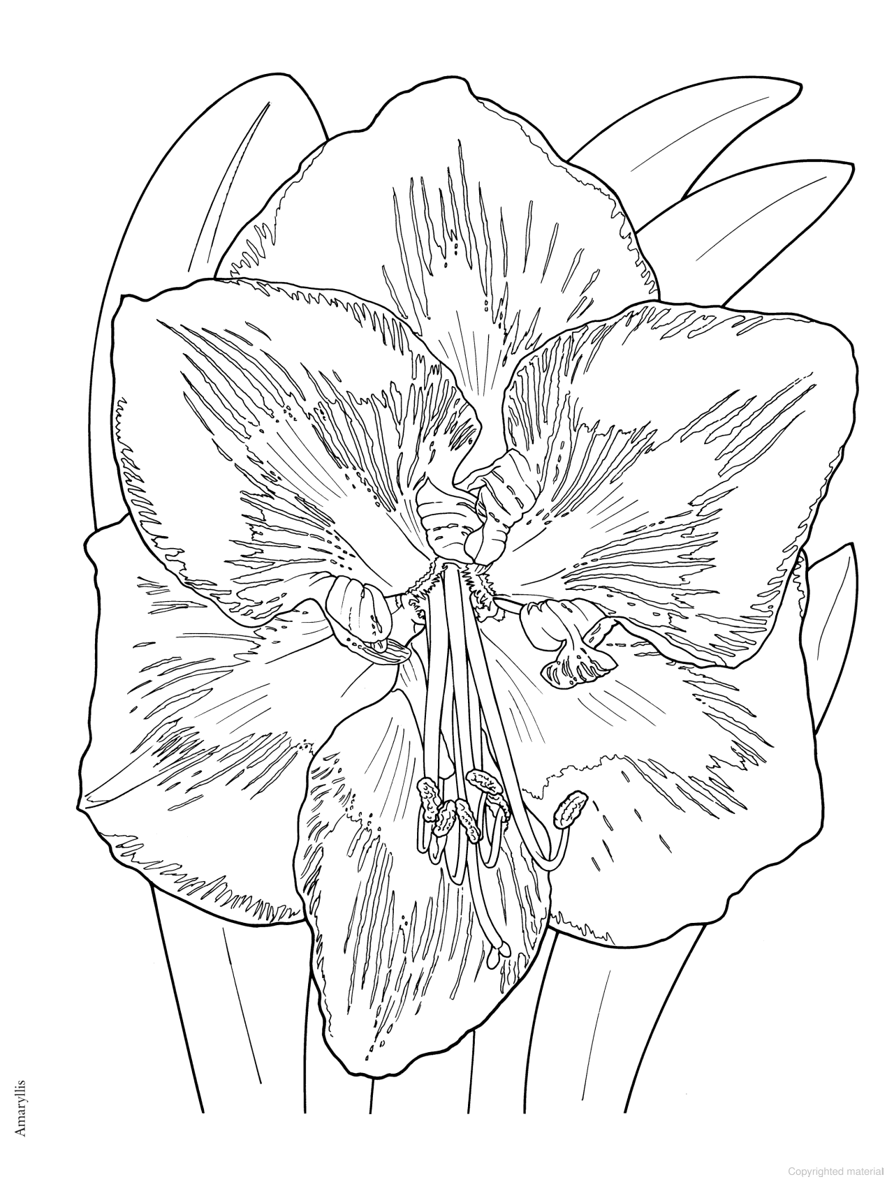 DVR Creative Haven® Coloring Book: In Full Bloom