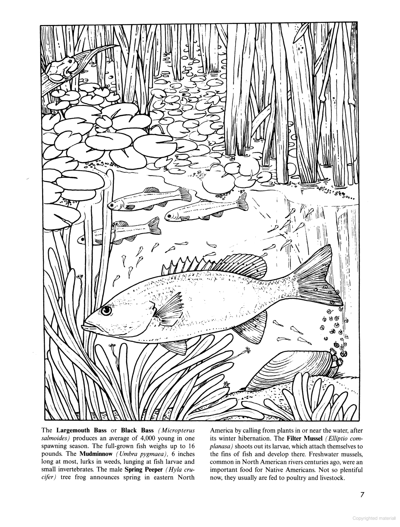 DVR Freshwater Pond Coloring Book