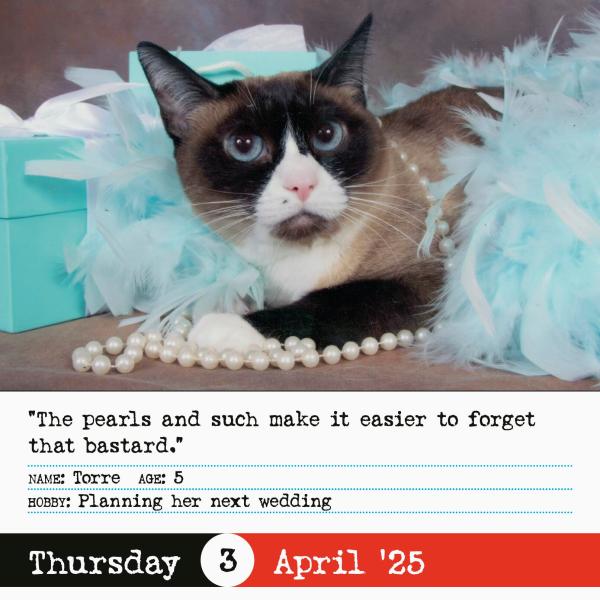 Bad Cat 2025 Page A Day Calendar    