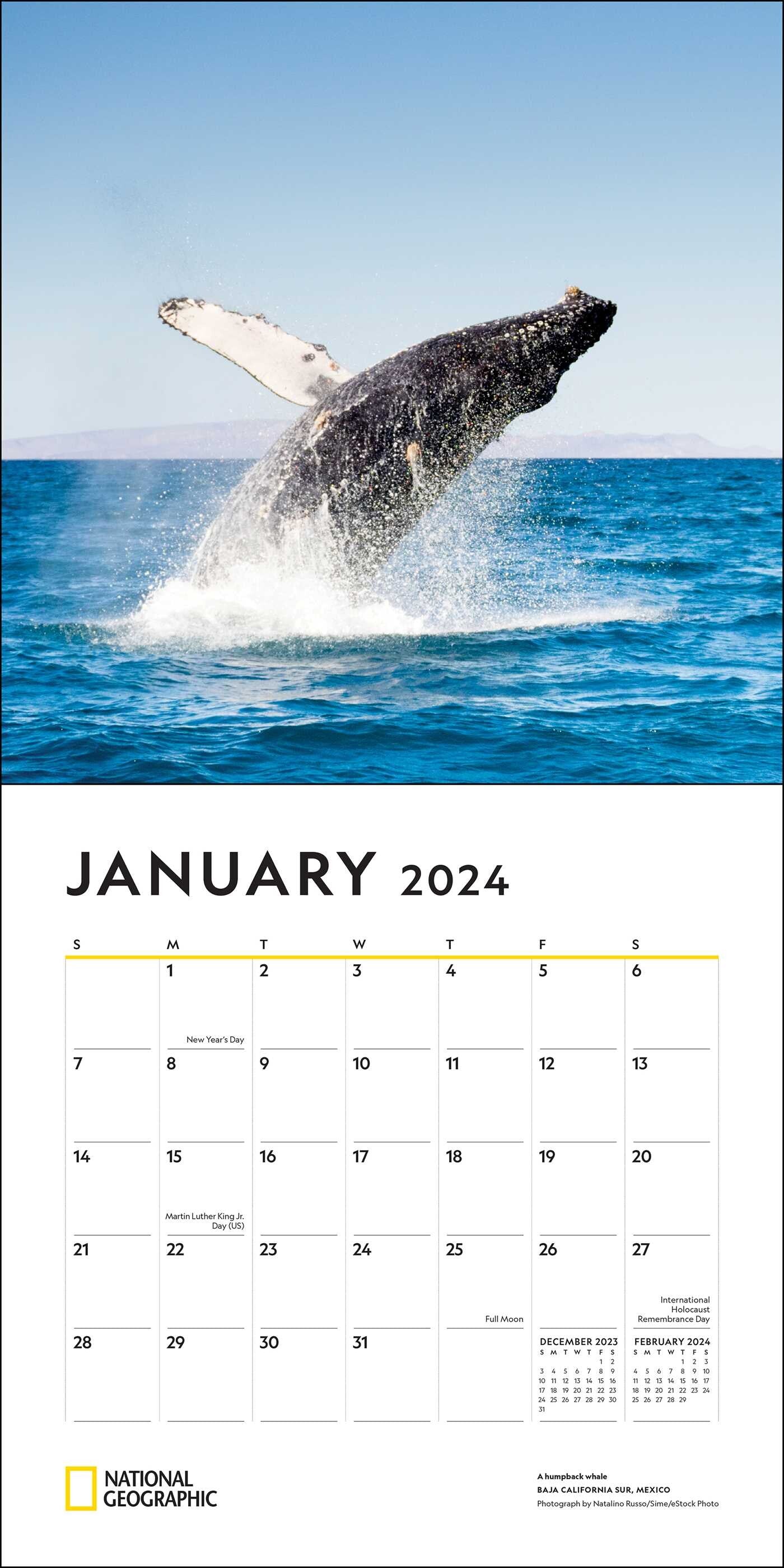 National Geographic Whales 2024 Wall Calendar — Bird in Hand