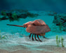 Folkmanis Puppet - Horseshoe Crab