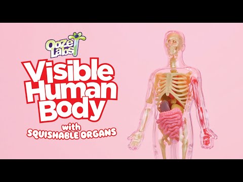Thames & Kosmos Visible Human Body with Squishable Organs