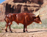 BRYR Texas Longhorn Bull | Breyer Animals