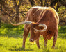 BRYR Texas Longhorn Bull | Breyer Animals