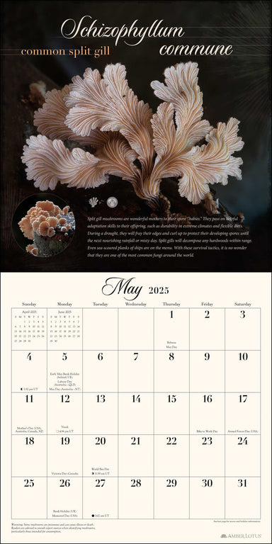 The Miraculous Mushroom 2025 Wall Calendar    