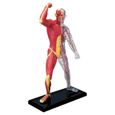 4D Human Anatomy - Muscle & Skeleton Model    