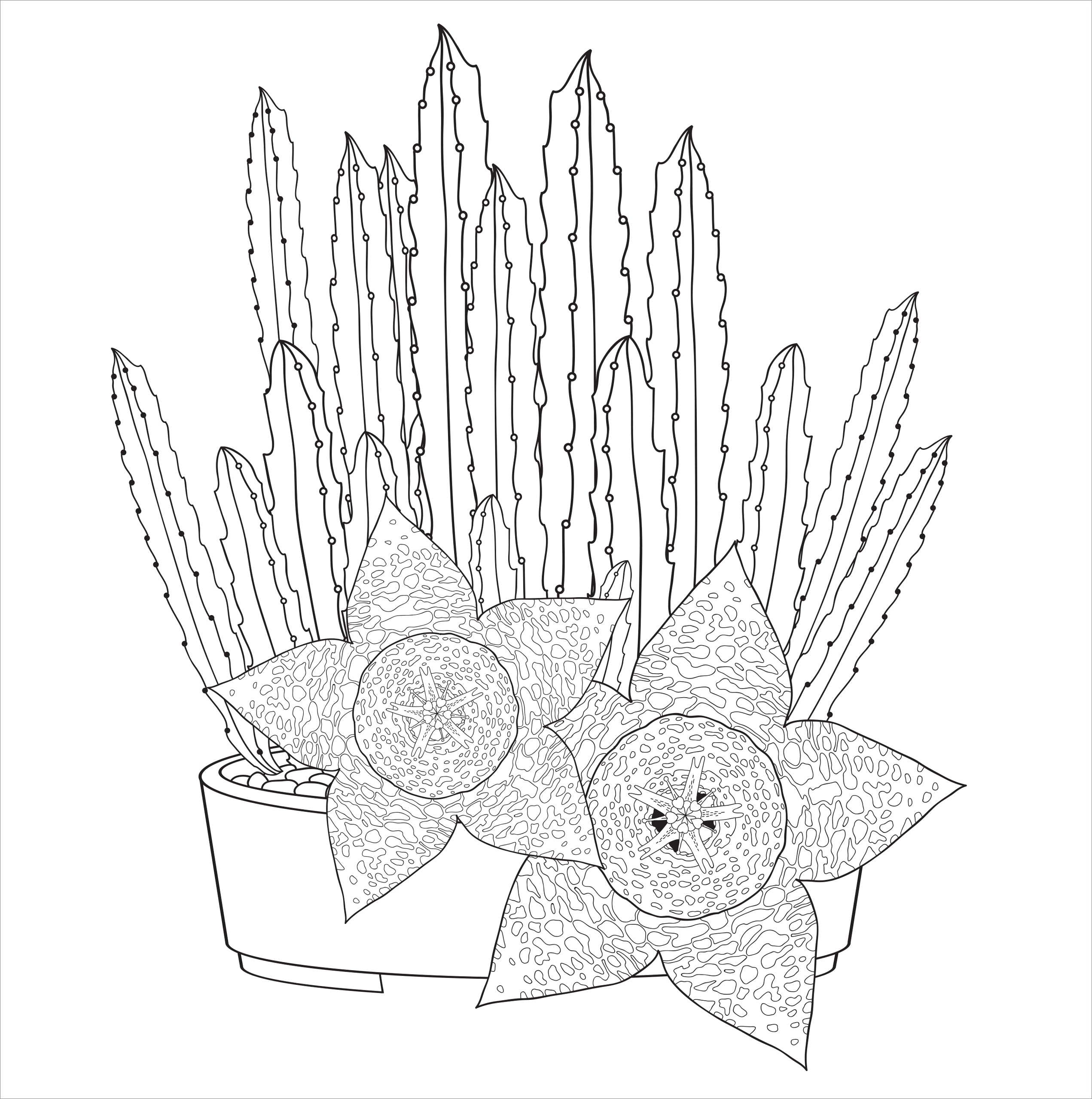 coloring pages succulents Succulents Adult Coloring Book