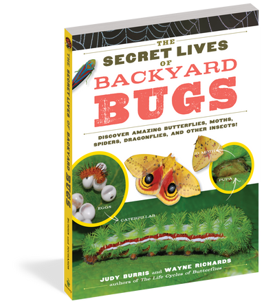 The Secret Lives Of Backyard Bugs    