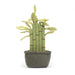 Jellycat Amuseable Potted Bamboo    