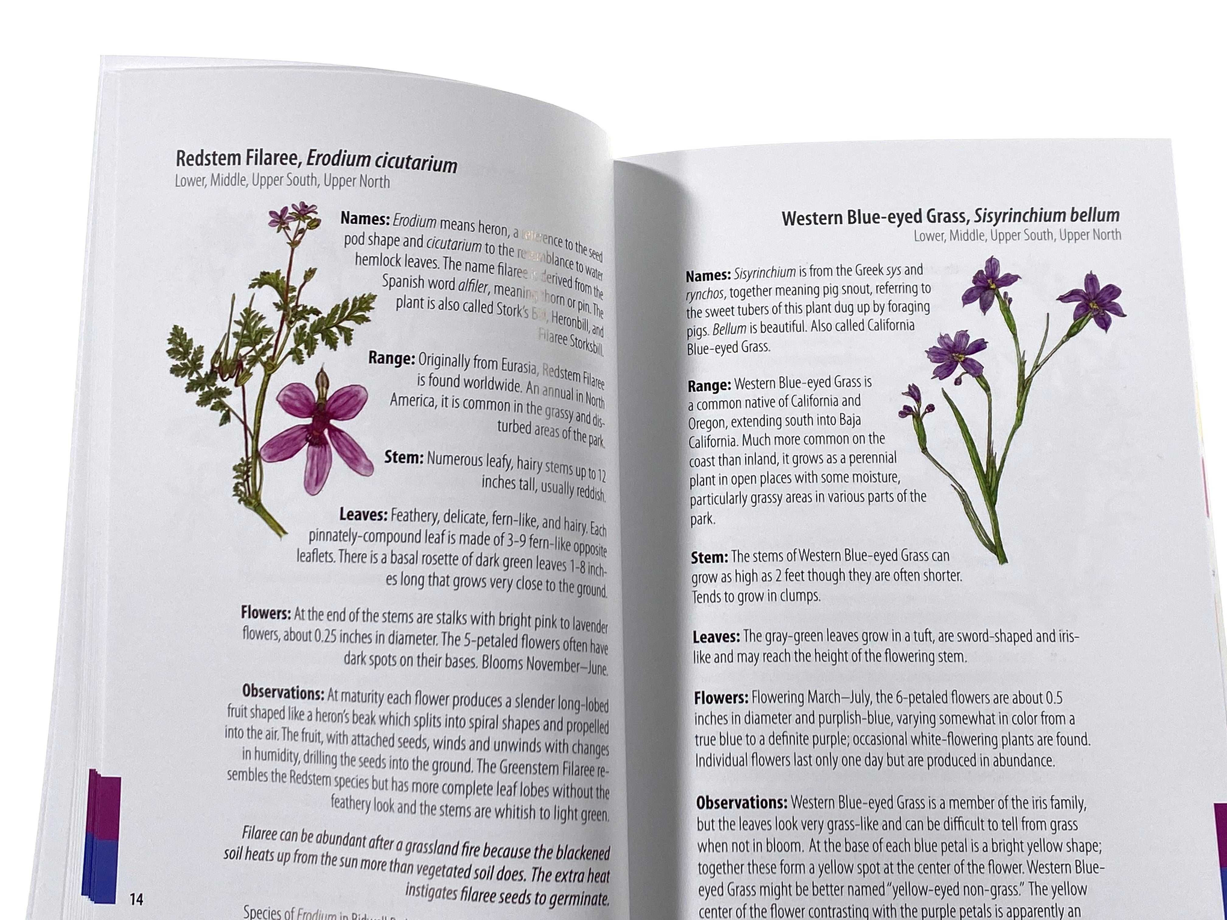 Types of Wildflowers  Flower identification, Different kinds of flowers,  Flower tattoo meanings