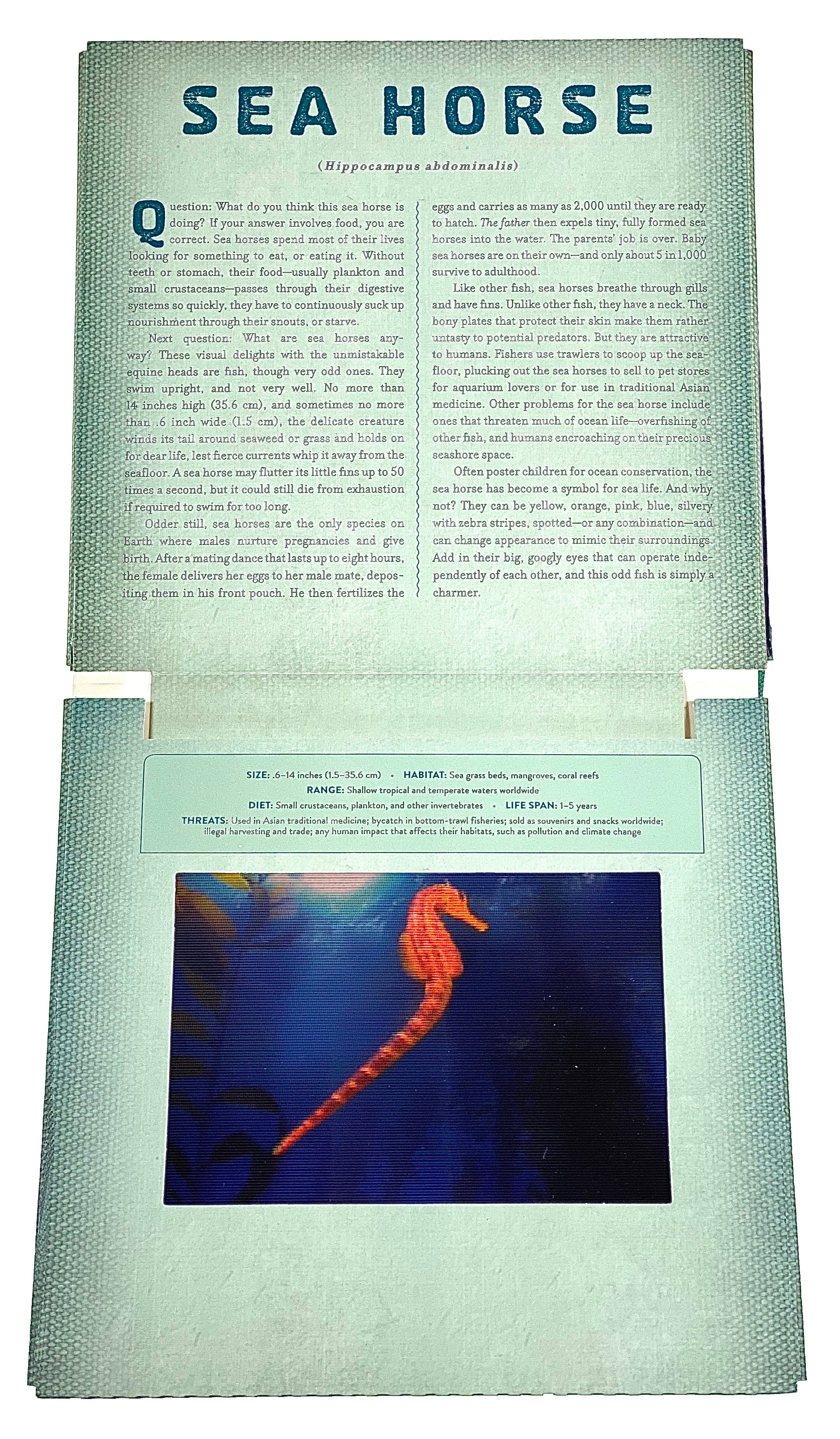Ocean - A Photicular Book    