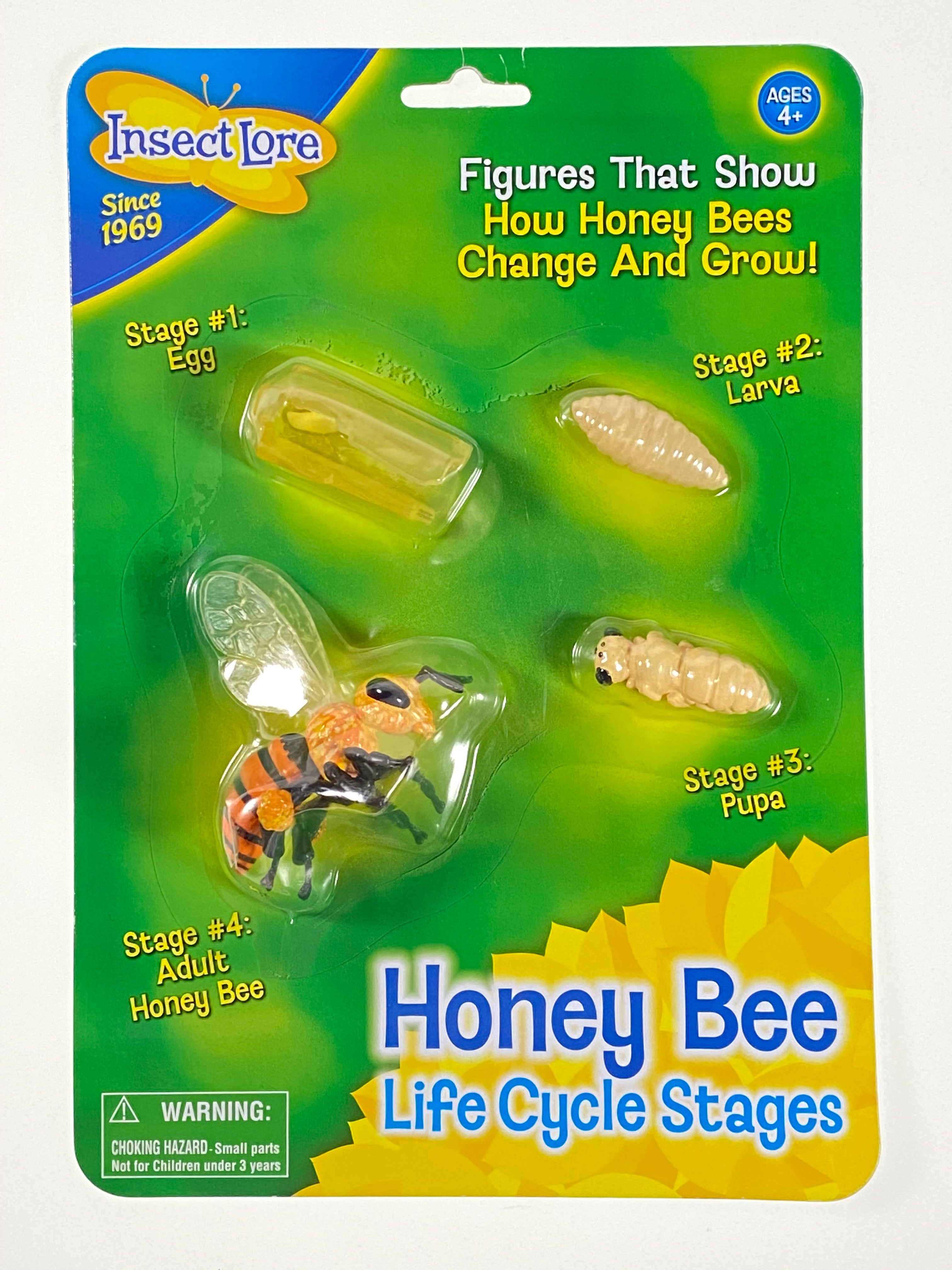 Honey Bee Life Cycle Stages    