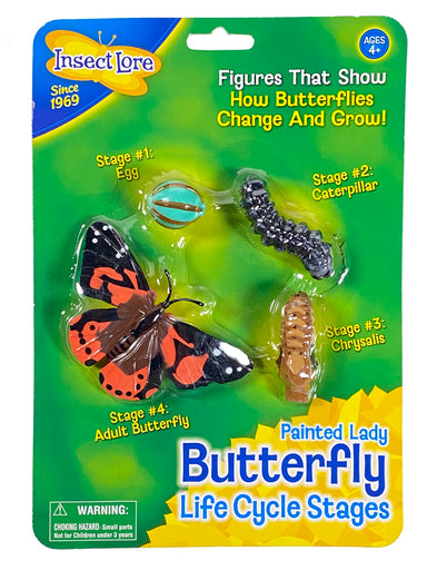 Butterfly Life Cycle Stages    